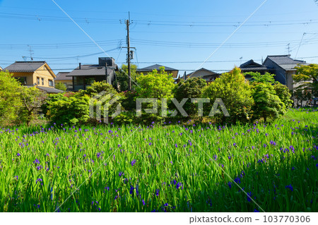 森林綠樹蛙的產卵 太田之沼 Kakitsubata Sesha Ota Shrine Kamigamo Shrine 森林綠樹蛙的產卵 太田之沼 Kakitsubata Sesha Ota Shrine Kamigamo Shrine 103770306