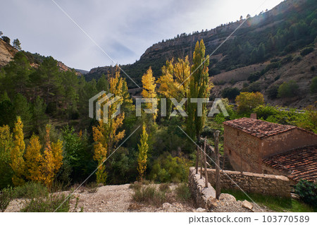 autumn landscape with trees with yellow leaves 103770589