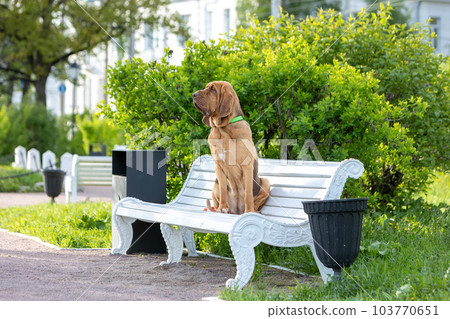 Brown bloodhound sits on a white park bench on a summer day.  103770651