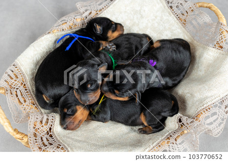Four newborn black and tan miniature pinscher puppies lie in a basket, top view 103770652