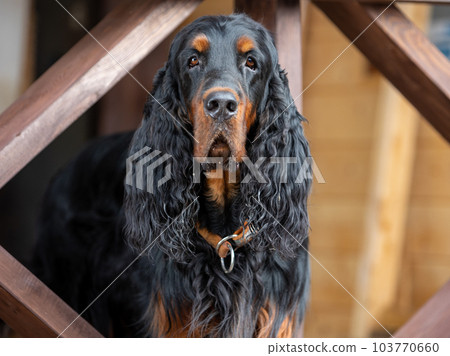 Portrait of an adult Scottish setter - Gordon standing between the railing of the terrace and carefully looking into the camera. 103770660
