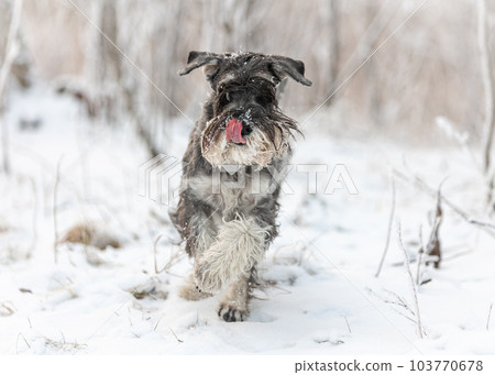 Medium schnauzer with pepper and salt walks with his tongue out in a winter snowy forest 103770678