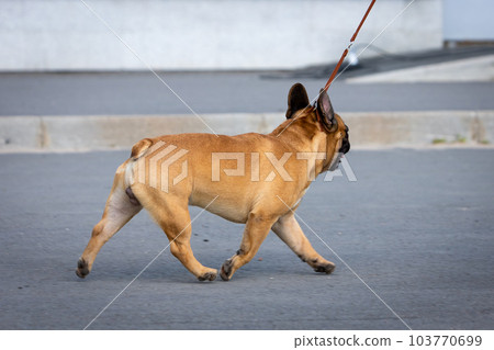 Red male french bulldog runs on asphalt Red male french bulldog runs on asphalt 103770699