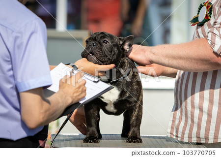 Examination by an expert and description of a young French bulldog at a dog show. 103770705