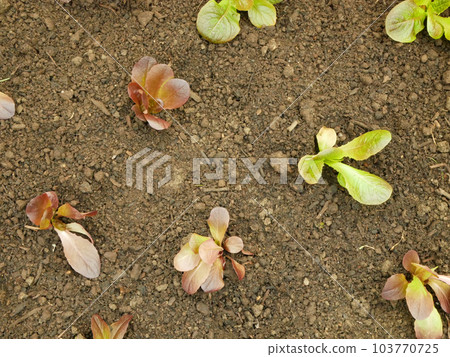 Seedlings lettuce Lactuca sativa leaves vegetable butterhead bio green red capitata young planting detail greenhouse foil field crop farm farming garden salad growing organic curly close-up Europe 103770725