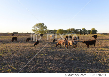 Cow grazing in pampas countryside, La Pampa, Argentina. 103770791