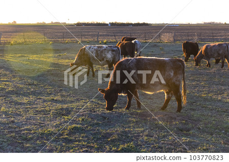 Cow grazing in pampas countryside, La Pampa, Argentina. 103770823