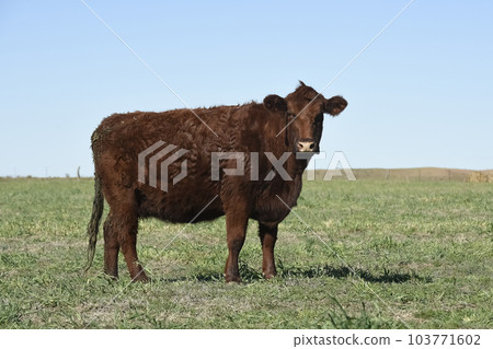 Cow grazing in pampas countryside, La Pampa, Argentina. 103771602