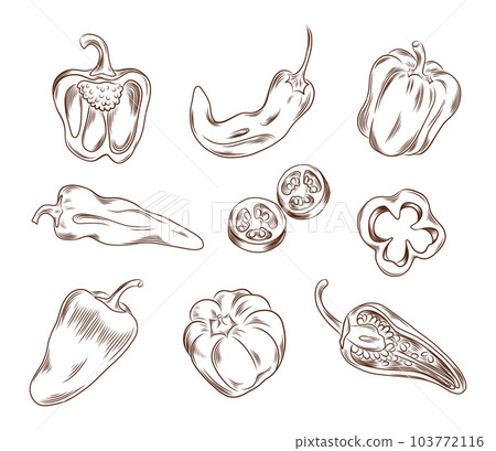 Vector hand drawn illustration of different types of peppers in graphic style Vector hand drawn illustration of different types of peppers in graphic style 103772116