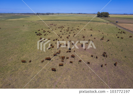 Large scale meat production in Argentina, aerial view of a batch of cows Large scale meat production in Argentina, aerial view of a batch of cows 103772197