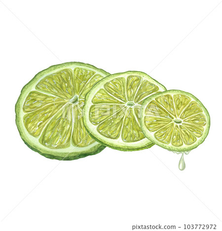 Watercolor concept of balance with fresh lime slices lying on top of each other isolated on white background. Illustration for menu, cocktail party, flyer, for the design of postcards Watercolor concept of balance with fresh lime slices lying on top of each other isolated on white background. Illustration for menu, cocktail party, flyer, for the design of postcards 103772972