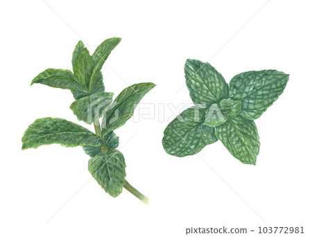 Watercolor fragrant fresh mint sprigs isolated on white background. Botanical illustration for card design, flyer, posters, label, prints, banners, menu Watercolor fragrant fresh mint sprigs isolated on white background. Botanical illustration for card design, flyer, posters, label, prints, banners, menu 103772981