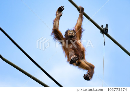 Orangutan crossing the Tama Zoological Park skywalk Orangutan crossing the Tama Zoological Park skywalk 103773374