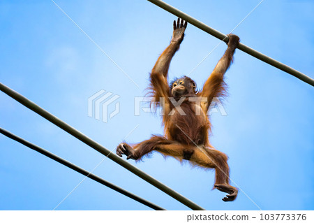穿過多摩動物園天橋的猩猩 穿過多摩動物園天橋的猩猩 103773376