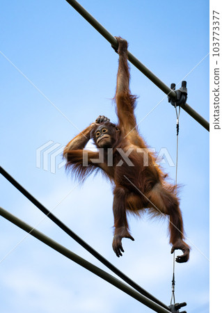 穿過多摩動物園天橋的猩猩 穿過多摩動物園天橋的猩猩 103773377