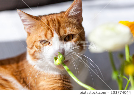 Yoing striped cat at home on table near window with flowers Yoing striped cat at home on table near window with flowers 103774044