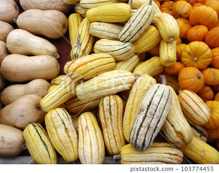Rows of assorted fall pumpkins Rows of assorted fall pumpkins 103774455