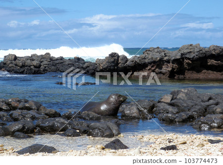 Monk Seal looking around In The Tide Pools 103774473