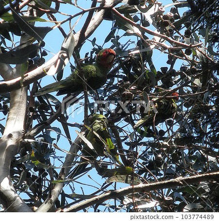 Parrots in Tree 103774489