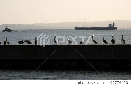 Tugboat and Cargo boat sail by a row of Pelican birds 103774490
