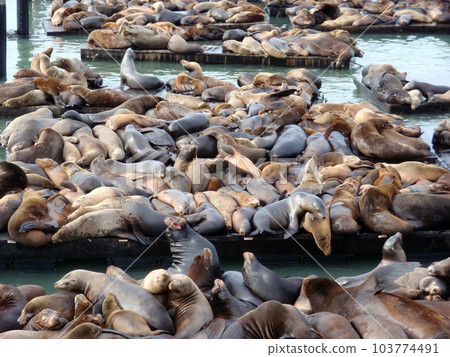 Seals Hangout At Pier 39 103774491