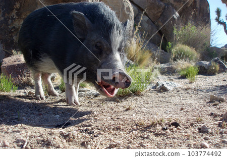 Pig Yawning Pig Yawning 103774492
