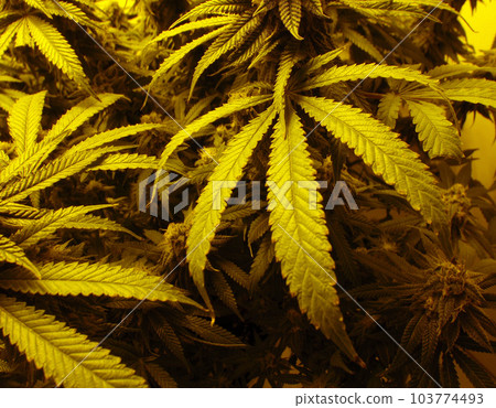 Marijuana Leafs Marijuana Leafs 103774493