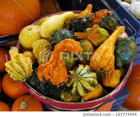Pumkin displayed in a Basket Pumkin displayed in a Basket 103774494