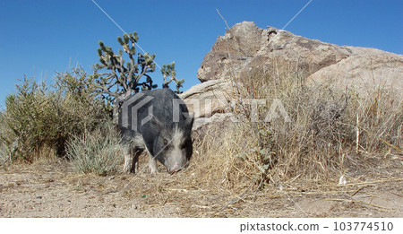 Pot bellied Pig sniffing around the weeds in the Nevada Desert Pot bellied Pig sniffing around the weeds in the Nevada Desert 103774510