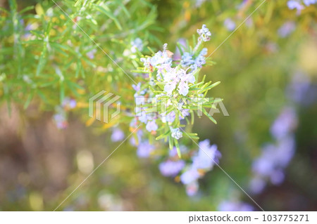 Rosemary Flower Rosemary Flower 103775271