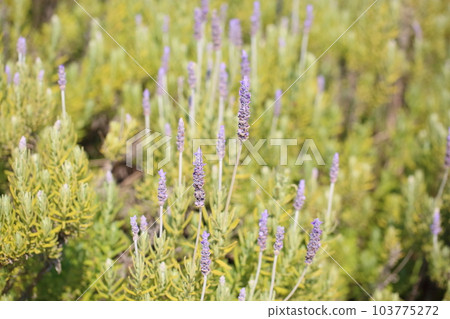 Dentata Lavender Flower Dentata Lavender Flower 103775272