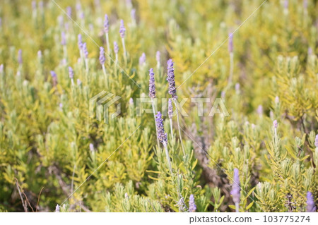 Dentata 薰衣草花 Dentata 薰衣草花 103775274