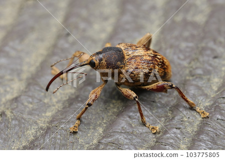 二世古橡樹象甲 103775805