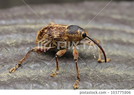 二世古橡樹象甲 103775806