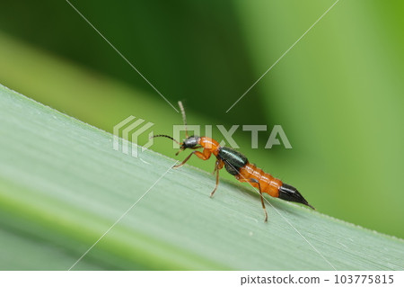Aoba arigata hanekakushi (scalding insect) Aoba arigata hanekakushi (scalding insect) 103775815