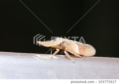 Short-eared owl adult 103775817