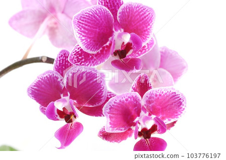 迷你蝴蝶蘭蘭花深粉色花特寫明亮的背景 迷你蝴蝶蘭蘭花深粉色花特寫明亮的背景 103776197