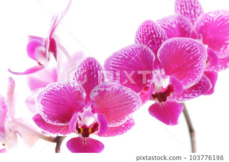 迷你蝴蝶蘭蘭花深粉色花特寫明亮的背景 迷你蝴蝶蘭蘭花深粉色花特寫明亮的背景 103776198