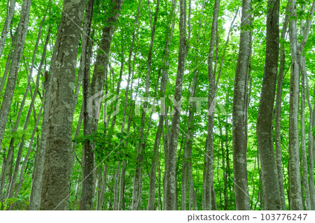 秀麗森林山毛櫸森林 秀麗森林山毛櫸森林 103776247