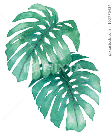 模擬水彩觀葉植物龜背竹葉 103776434
