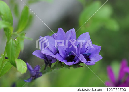 Purple flower up Purple flower up 103776700