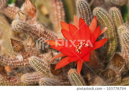 仙人掌花 仙人掌花 103776704