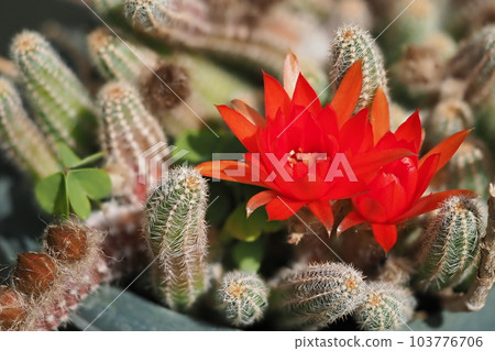 兩朵仙人掌花開了 兩朵仙人掌花開了 103776706