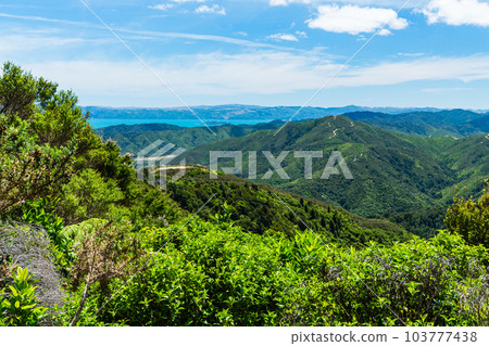 從新西蘭惠靈頓 Wainuiomata 的 Cattle Ridge Track 查看 從新西蘭惠靈頓 Wainuiomata 的 Cattle Ridge Track 查看 103777438
