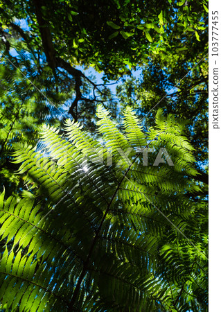 銀蕨,一種新西蘭蕨類植物 銀蕨,一種新西蘭蕨類植物 103777455