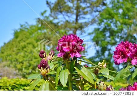 Rhododendron (Azalea) flowers in the city park under spring 103778028