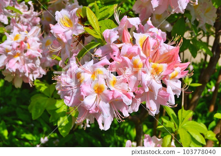 Rhododendron (Azalea) flowers in the city park under spring 103778040