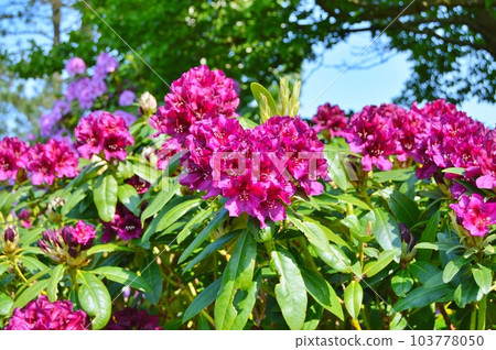 Rhododendron (Azalea) flowers in the city park under spring 103778050
