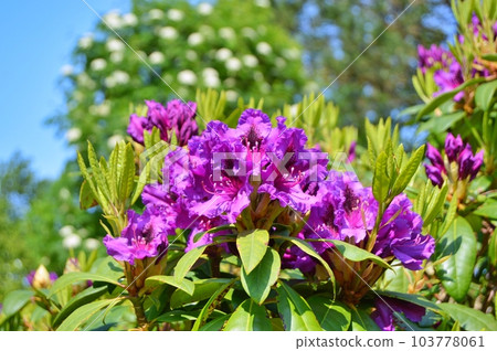 Rhododendron (Azalea) flowers in the city park under spring Rhododendron (Azalea) flowers in the city park under spring 103778061