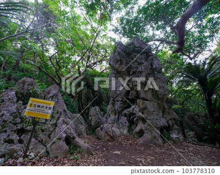 大石林山 沖繩觀光 大石林山 沖繩觀光 103778310